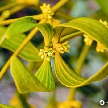 Weißbeerige Mistel: heimischer Halbparasiten‑Strauch mit heilenden Traditionen: Wirkung, Risiken, Erkennung und Bedeutung.