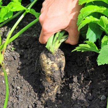 Die Pastinake ist ein altes Wintergemüse mit süßlich nussigem Geschmack und heilenden Inhaltsstoffen. Erfahre mehr über das alte Gemüse.