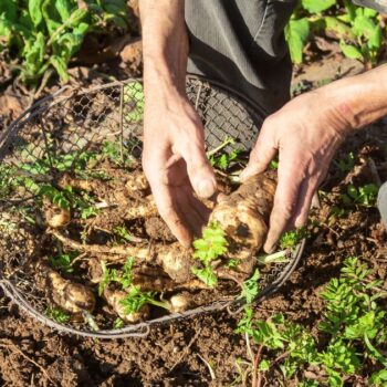 Die Pastinake ist ein altes Wintergemüse mit süßlich nussigem Geschmack und heilenden Inhaltsstoffen. Erfahre mehr über das alte Gemüse.