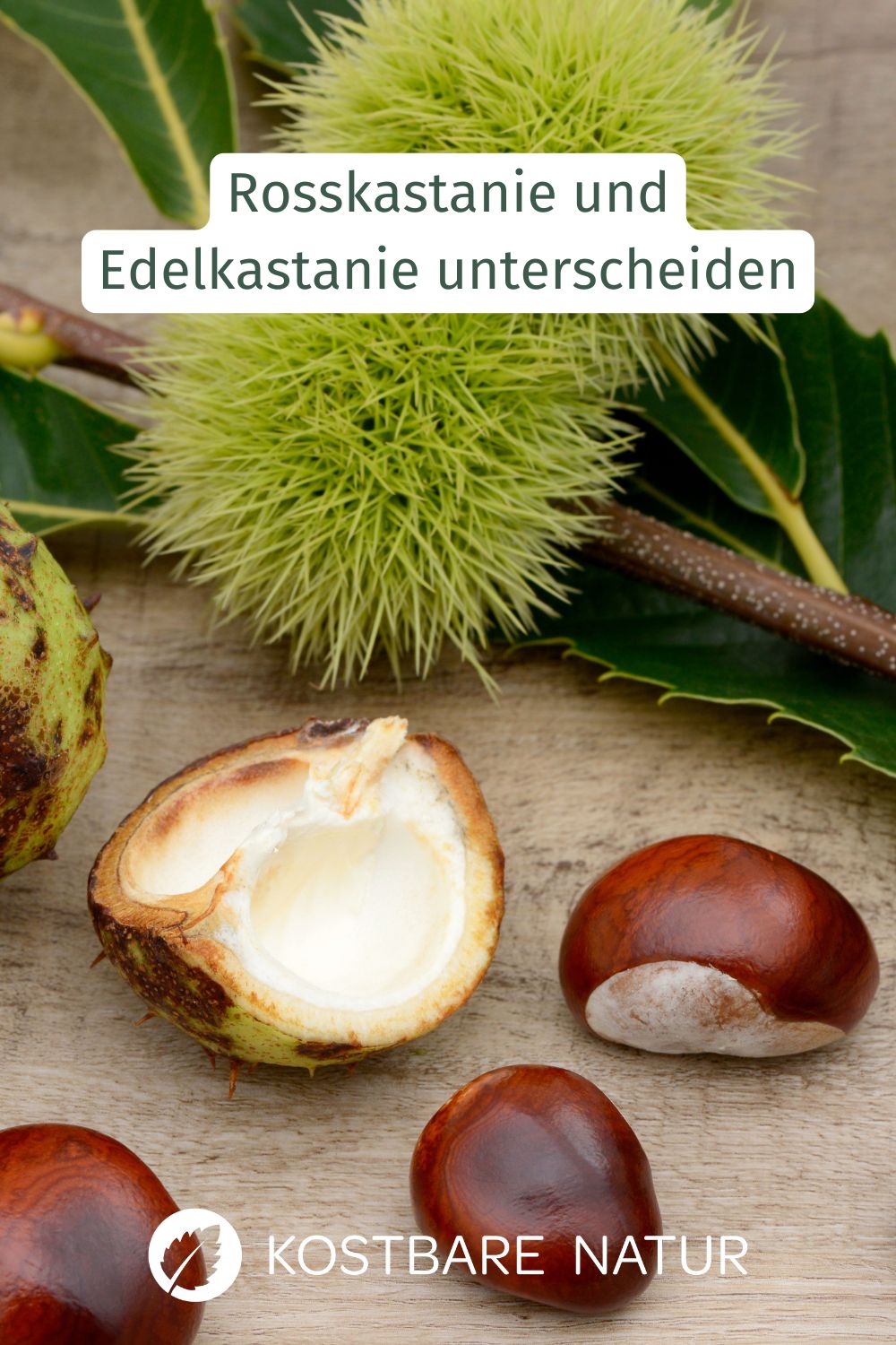 Rosskastanie oder Edelkastanie? Nur eine Art von Kastanie ist essbar. Wie du sie sicher unterscheidest und welche Anwendungen möglich sind.