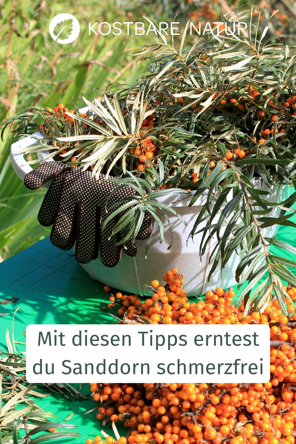 Sanddornbeeren enthalten unglaublich viel Vitamin C. Mit diesen Methoden kannst du Sanddorn ernten – und zwar schnell und schmerzfrei