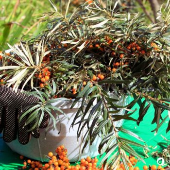 Sanddorn im Korb und Handschuhe