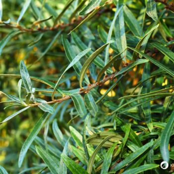 Sanddorn ist eine der gesündesten Pflanzen – seine Beeren sind wahre Vitamin-C-Spender. Erfahre, wie du ihn zur Ernährung und Heilung nutzt!