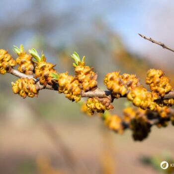 Sanddorn ist eine der gesündesten Pflanzen – seine Beeren sind wahre Vitamin-C-Spender. Erfahre, wie du ihn zur Ernährung und Heilung nutzt!