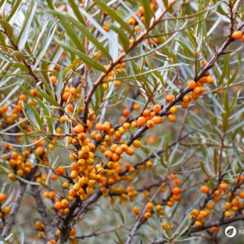 Sanddorn ist eine der gesündesten Pflanzen – seine Beeren sind wahre Vitamin-C-Spender. Erfahre, wie du ihn zur Ernährung und Heilung nutzt!