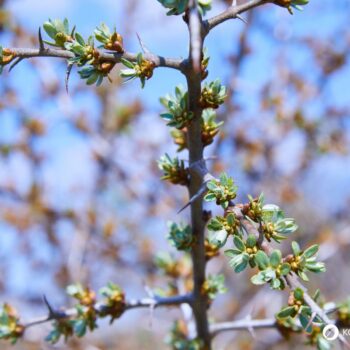 Sanddorn ist eine der gesündesten Pflanzen – seine Beeren sind wahre Vitamin-C-Spender. Erfahre, wie du ihn zur Ernährung und Heilung nutzt!