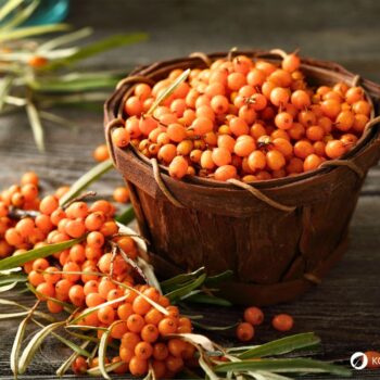 Sanddorn ist eine der gesündesten Pflanzen – seine Beeren sind wahre Vitamin-C-Spender. Erfahre, wie du ihn zur Ernährung und Heilung nutzt!