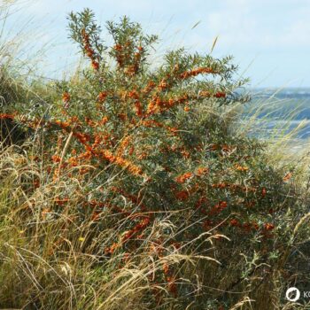 Sanddorn ist eine der gesündesten Pflanzen – seine Beeren sind wahre Vitamin-C-Spender. Erfahre, wie du ihn zur Ernährung und Heilung nutzt!