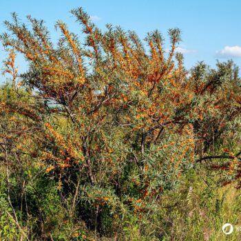 Sanddorn ist eine der gesündesten Pflanzen – seine Beeren sind wahre Vitamin-C-Spender. Erfahre, wie du ihn zur Ernährung und Heilung nutzt!