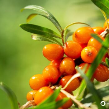 Sanddorn ist eine der gesündesten Pflanzen – seine Beeren sind wahre Vitamin-C-Spender. Erfahre, wie du ihn zur Ernährung und Heilung nutzt!