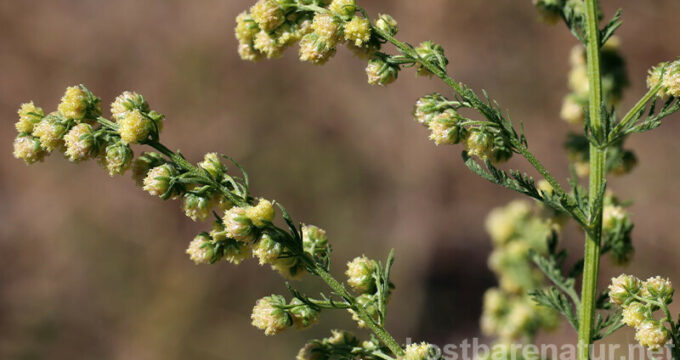 Der antivirale Einjährige Beifuß (Artemisia annua) hat in jüngster Zeit auf sich aufmerksam gemacht. Er verspricht Hilfe gegen Covid19, Malaria und HIV.