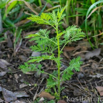 Der antivirale Einjährige Beifuß (Artemisia annua) hat in jüngster Zeit auf sich aufmerksam gemacht. Er verspricht Hilfe gegen Covid19, Malaria und HIV.