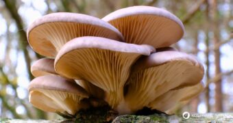 Der Austernpilz ist nicht nur ein ausgezeichneter Fleischersatz, sondern auch in der Naturheilkunde und TCM ein Vitalpilz.