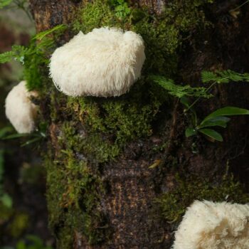 Der bizarre Igelstachelbart ist eine kaum bekannte Delikatesse, die gelegentlich auch in unseren Breiten vorkommt und als Medizinalpilz von Bedeutung ist.