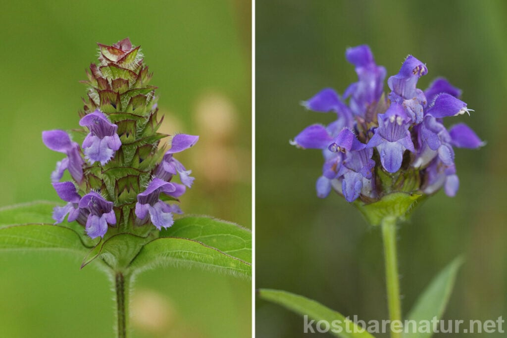 Kleine Braunelle Kostbare Natur
