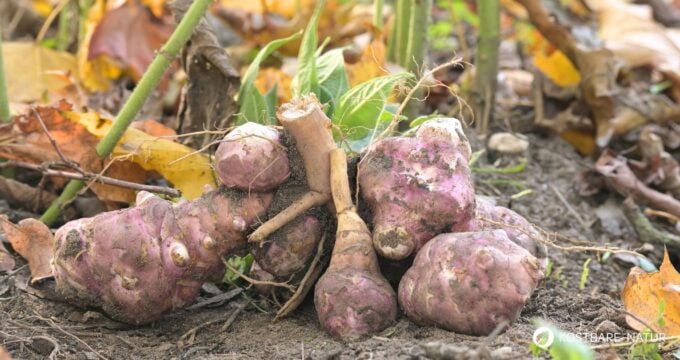 Die kalorienarme, ballaststoffreiche Knolle hilft bei Diabetes sowie Stoffwechselproblemen und unterstützt die Bildung einer gesunden Darmflora.