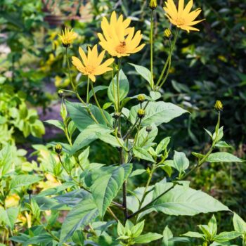 Die kalorienarme, ballaststoffreiche Knolle hilft bei Diabetes sowie Stoffwechselproblemen und unterstützt die Bildung einer gesunden Darmflora.