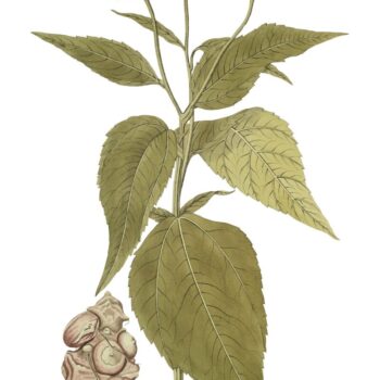 Die kalorienarme, ballaststoffreiche Knolle hilft bei Diabetes sowie Stoffwechselproblemen und unterstützt die Bildung einer gesunden Darmflora.