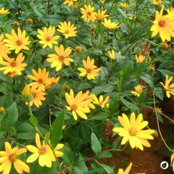 Die kalorienarme, ballaststoffreiche Knolle hilft bei Diabetes sowie Stoffwechselproblemen und unterstützt die Bildung einer gesunden Darmflora.