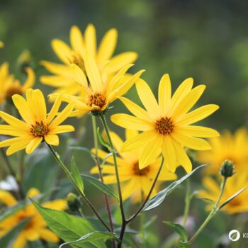 Die kalorienarme, ballaststoffreiche Knolle hilft bei Diabetes sowie Stoffwechselproblemen und unterstützt die Bildung einer gesunden Darmflora.