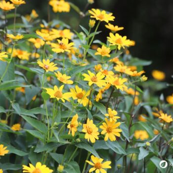 Die kalorienarme, ballaststoffreiche Knolle hilft bei Diabetes sowie Stoffwechselproblemen und unterstützt die Bildung einer gesunden Darmflora.