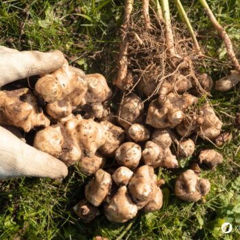 Die kalorienarme, ballaststoffreiche Knolle hilft bei Diabetes sowie Stoffwechselproblemen und unterstützt die Bildung einer gesunden Darmflora.