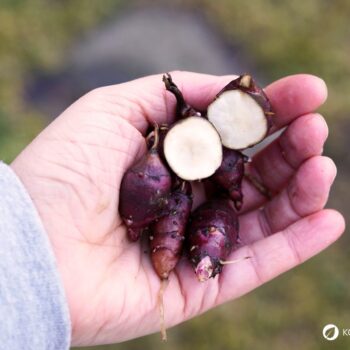 Die kalorienarme, ballaststoffreiche Knolle hilft bei Diabetes sowie Stoffwechselproblemen und unterstützt die Bildung einer gesunden Darmflora.