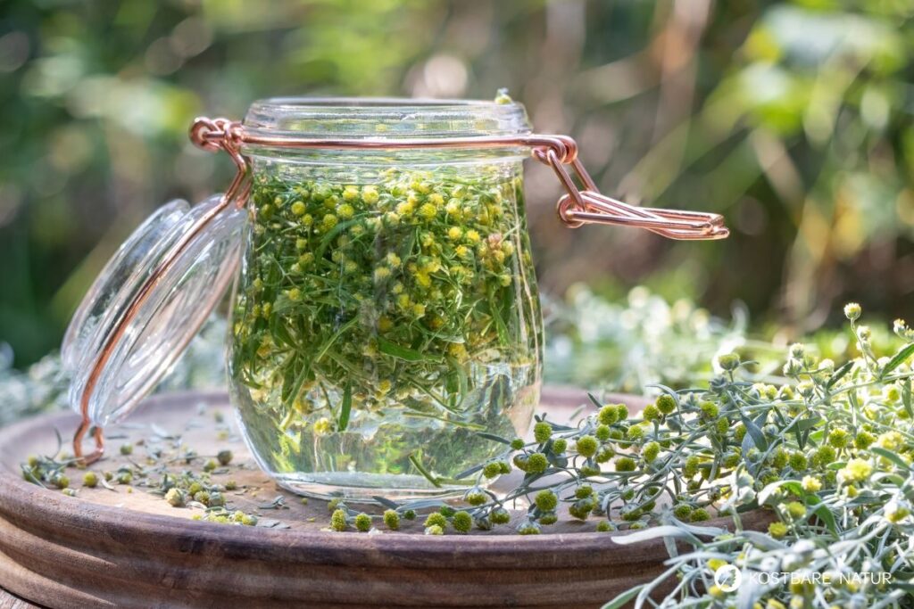 Entdecke die Heilwirkung des Einjährigen Beifuß (Artemisia annua): Anwendungen, Rezepte, Anbau & Tipps zur Nutzung.