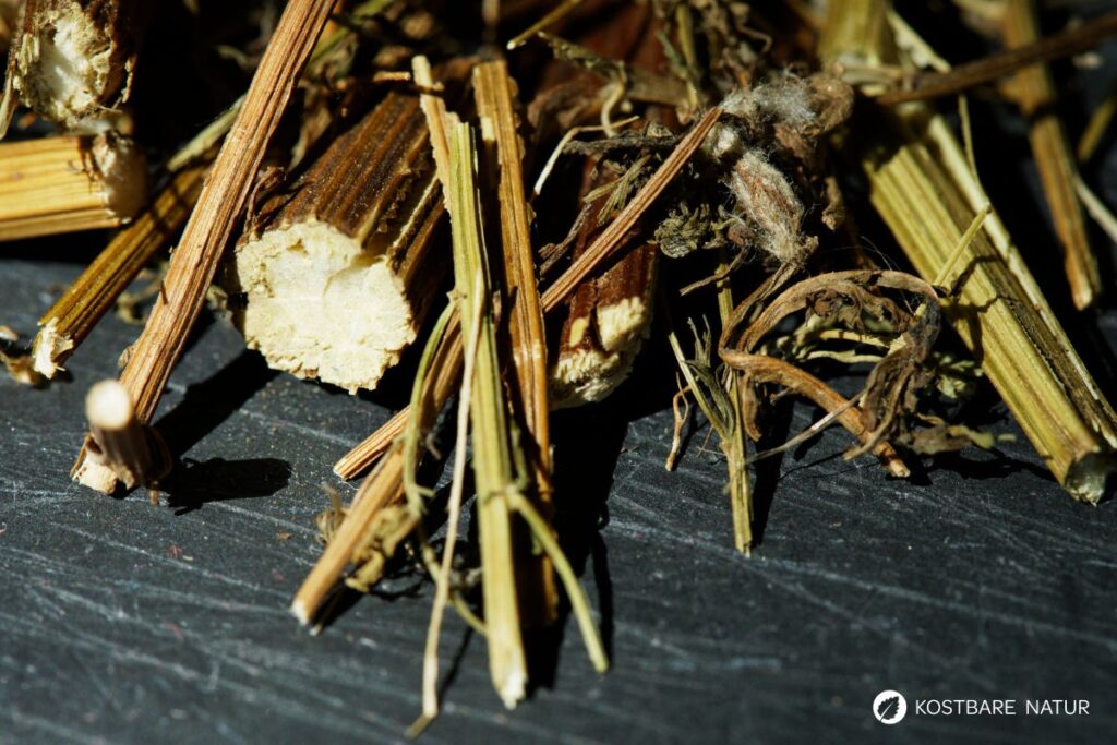 Entdecke die Heilwirkung des Einjährigen Beifuß (Artemisia annua): Anwendungen, Rezepte, Anbau & Tipps zur Nutzung.