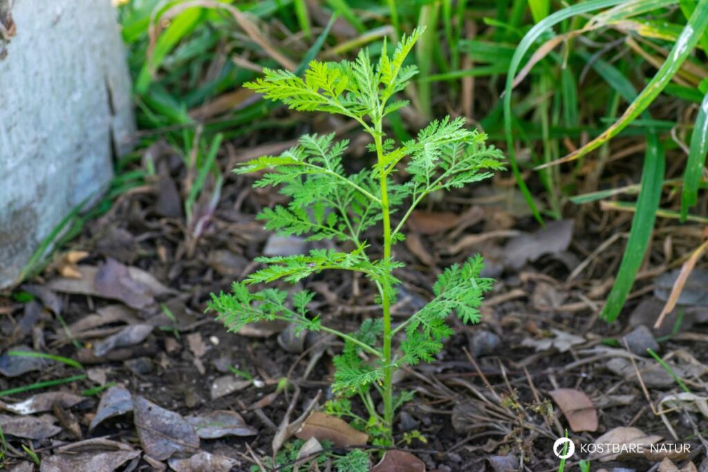 Entdecke die Heilwirkung des Einjährigen Beifuß (Artemisia annua): Anwendungen, Rezepte, Anbau & Tipps zur Nutzung.