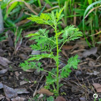 Entdecke die Heilwirkung des Einjährigen Beifuß (Artemisia annua): Anwendungen, Rezepte, Anbau & Tipps zur Nutzung.