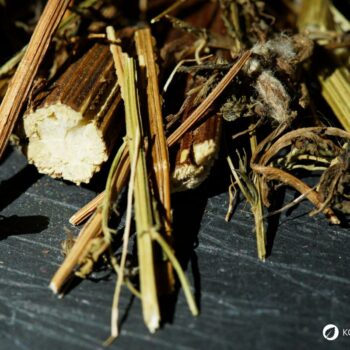 Entdecke die Heilwirkung des Einjährigen Beifuß (Artemisia annua): Anwendungen, Rezepte, Anbau & Tipps zur Nutzung.