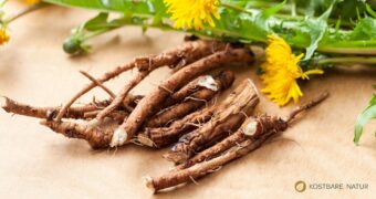 Im Winter können die Wurzeln dieser Wildpflanzen unser Immunsystem stärken und wichtige Vitalstoffen liefern.