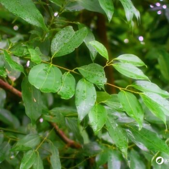 Zimt – aromatische Rinde mit langer Tradition in Küche und Gesundheit. Erfahre Herkunft, Wirkungen, Rezepte und Anwendungen.