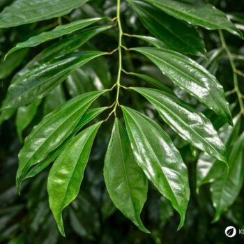 Zimt – aromatische Rinde mit langer Tradition in Küche und Gesundheit. Erfahre Herkunft, Wirkungen, Rezepte und Anwendungen.