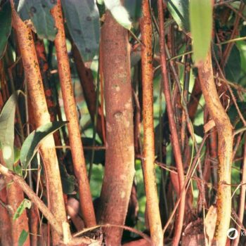 Zimt – aromatische Rinde mit langer Tradition in Küche und Gesundheit. Erfahre Herkunft, Wirkungen, Rezepte und Anwendungen.