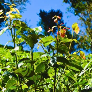 Zimt – aromatische Rinde mit langer Tradition in Küche und Gesundheit. Erfahre Herkunft, Wirkungen, Rezepte und Anwendungen.