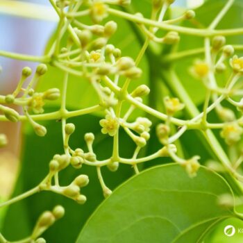 Zimt – aromatische Rinde mit langer Tradition in Küche und Gesundheit. Erfahre Herkunft, Wirkungen, Rezepte und Anwendungen.