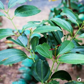 Zimt – aromatische Rinde mit langer Tradition in Küche und Gesundheit. Erfahre Herkunft, Wirkungen, Rezepte und Anwendungen.