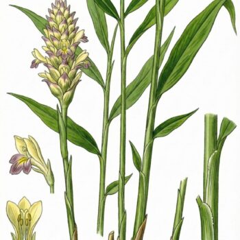 Ingwer: Wirkung, Anwendung und Anbau der gesunden Wurzel. Alles über Heilkraft, Ernährung, Hausmittel & Tipps zur Kultivierung im eigenen Garten.