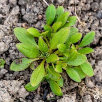 Das Vergissmeinnicht ist nicht nur ein dezenter Hingucker in der Blumenwiese, sondern eine Heilpflanze. Hier erfährst du, was sie kann.