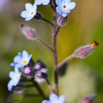 Das Vergissmeinnicht ist nicht nur ein dezenter Hingucker in der Blumenwiese, sondern eine Heilpflanze. Hier erfährst du, was sie kann.