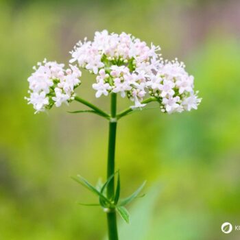 Baldrian kann noch mehr als "nur" zu beruhigen. Früher galt er sogar als Allheilkraut. Finde heraus, wie du ihn vielseitig für die Gesundheit nutzen kannst.