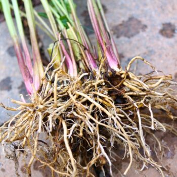 Baldrian kann noch mehr als "nur" zu beruhigen. Früher galt er sogar als Allheilkraut. Finde heraus, wie du ihn vielseitig für die Gesundheit nutzen kannst.