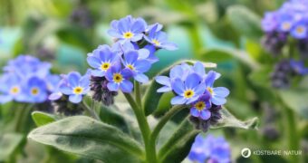 Das Vergissmeinnicht ist nicht nur ein dezenter Hingucker in der Blumenwiese, sondern eine Heilpflanze. Hier erfährst du, was sie kann.