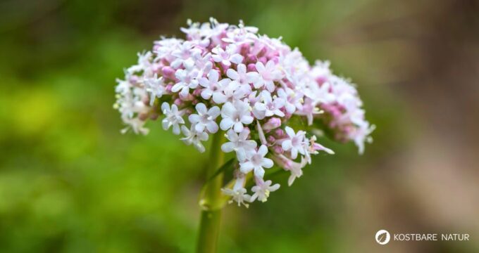 Baldrian kann noch mehr als 