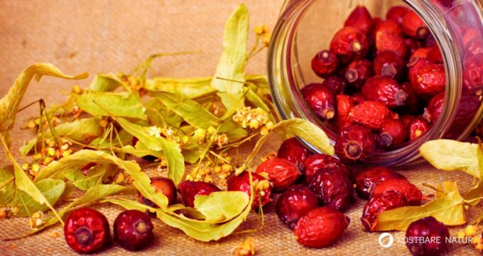 Diese 9 Wild- und Heilpflanzen werden traditionell bei Schnupfen, Husten und Halsweh eingesetzt. Mit Einordnung, Anwendungstipps & Quellen.