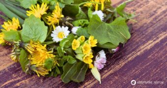 Diese 10 wilde Pflanzen und Kräuter für dein Immunsystem stärken dich von innen und machen dich bereit für die kalte Jahreszeit.