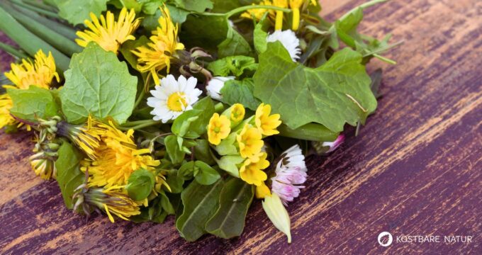 Diese 10 wilde Pflanzen und Kräuter für dein Immunsystem stärken dich von innen und machen dich bereit für die kalte Jahreszeit.