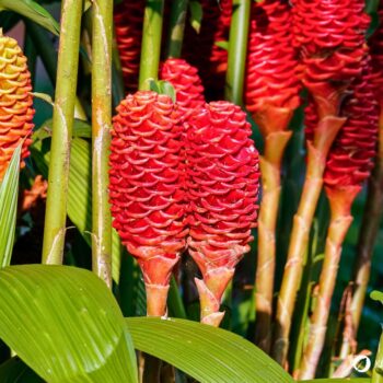 Ingwer: Wirkung, Anwendung und Anbau der gesunden Wurzel. Alles über Heilkraft, Ernährung, Hausmittel & Tipps zur Kultivierung im eigenen Garten.